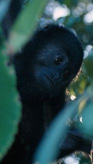 guatemalan_black_howler_monkey.jpg