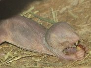naked_mole_rat.jpg
